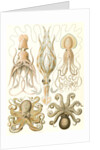 Octopuses. Gamochonia by Ernst Haeckel