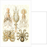 Octopuses. Gamochonia by Ernst Haeckel