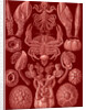 Barnacles. Cirripedia by Ernst Haeckel