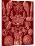Barnacles. Cirripedia by Ernst Haeckel