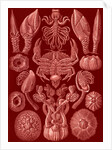 Barnacles. Cirripedia by Ernst Haeckel