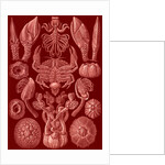 Barnacles. Cirripedia by Ernst Haeckel