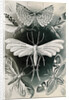 Moths. Tineida by Ernst Haeckel