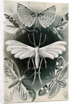 Moths. Tineida by Ernst Haeckel