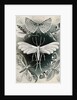 Moths. Tineida by Ernst Haeckel