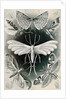 Moths. Tineida by Ernst Haeckel
