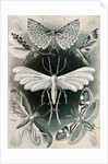 Moths. Tineida by Ernst Haeckel