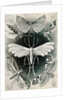 Moths. Tineida by Ernst Haeckel