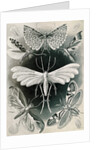 Moths. Tineida by Ernst Haeckel