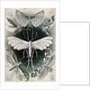 Moths. Tineida by Ernst Haeckel
