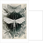 Moths. Tineida by Ernst Haeckel