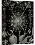 Microorganisms. Phaeodaria by Ernst Haeckel