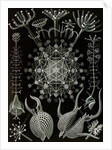 Microorganisms. Phaeodaria by Ernst Haeckel