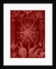Microorganisms. Phaeodaria by Ernst Haeckel