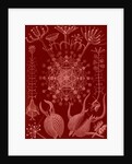 Microorganisms. Phaeodaria by Ernst Haeckel