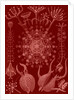Microorganisms. Phaeodaria by Ernst Haeckel