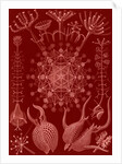 Microorganisms. Phaeodaria by Ernst Haeckel