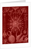 Microorganisms. Phaeodaria by Ernst Haeckel