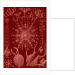 Microorganisms. Phaeodaria by Ernst Haeckel