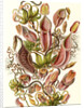 Pitcher plants. Nepenthaceae by Ernst Haeckel