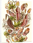 Pitcher plants. Nepenthaceae by Ernst Haeckel