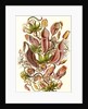 Pitcher plants. Nepenthaceae by Ernst Haeckel