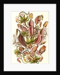 Pitcher plants. Nepenthaceae by Ernst Haeckel