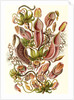 Pitcher plants. Nepenthaceae by Ernst Haeckel