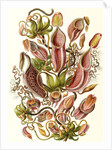 Pitcher plants. Nepenthaceae by Ernst Haeckel