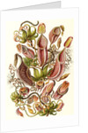 Pitcher plants. Nepenthaceae by Ernst Haeckel