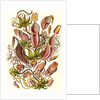 Pitcher plants. Nepenthaceae by Ernst Haeckel