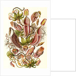 Pitcher plants. Nepenthaceae by Ernst Haeckel