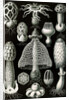 Stinkhorn mushrooms. Basimycetes by Ernst Haeckel