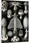 Stinkhorn mushrooms. Basimycetes by Ernst Haeckel