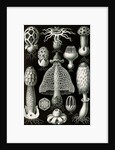 Stinkhorn mushrooms. Basimycetes by Ernst Haeckel