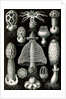 Stinkhorn mushrooms. Basimycetes by Ernst Haeckel