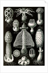 Stinkhorn mushrooms. Basimycetes by Ernst Haeckel