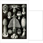 Stinkhorn mushrooms. Basimycetes by Ernst Haeckel