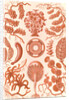 Seaweed. Siphoneae by Ernst Haeckel