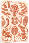 Seaweed. Siphoneae by Ernst Haeckel