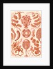 Seaweed. Siphoneae by Ernst Haeckel