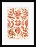 Seaweed. Siphoneae by Ernst Haeckel
