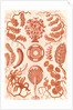 Seaweed. Siphoneae by Ernst Haeckel