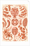Seaweed. Siphoneae by Ernst Haeckel