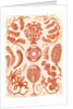 Seaweed. Siphoneae by Ernst Haeckel