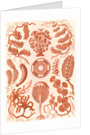 Seaweed. Siphoneae by Ernst Haeckel