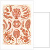 Seaweed. Siphoneae by Ernst Haeckel