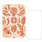 Seaweed. Siphoneae by Ernst Haeckel