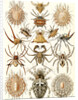 Spiders. Arachnida by Ernst Haeckel