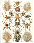 Spiders. Arachnida by Ernst Haeckel